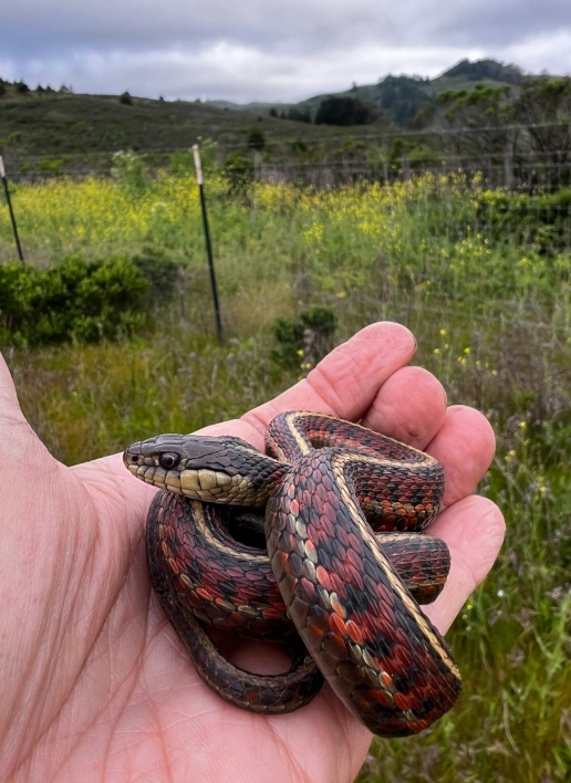 Coast Garter Snake